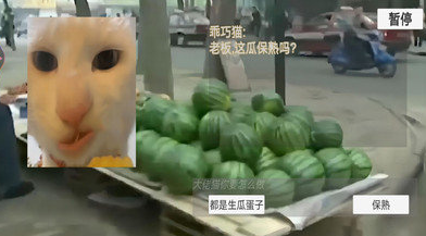 猫meme搞怪冒险