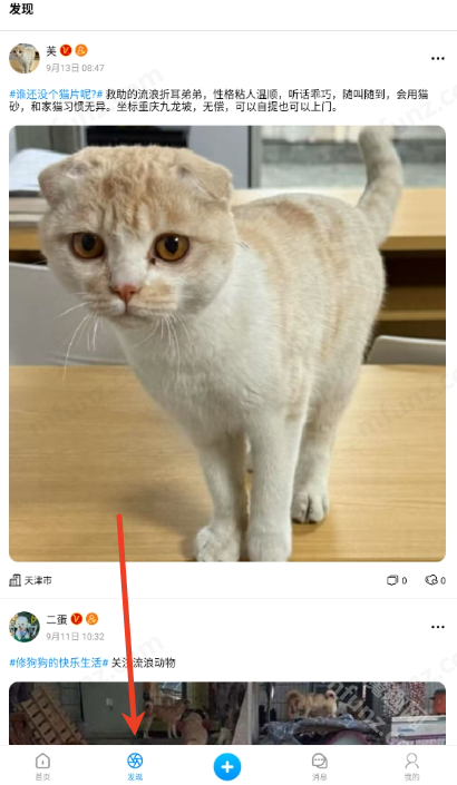 猫匿